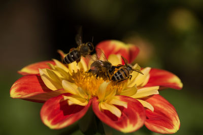 Close-up of bee on flower