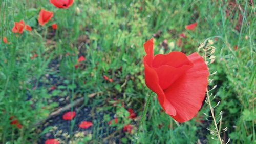 Red poppy blooming in field