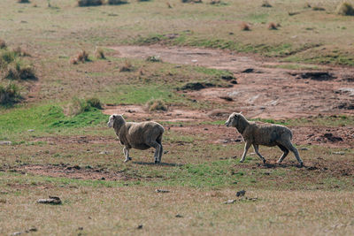 Sheep walking in a field