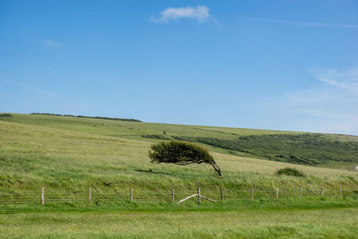 Scenic view of field against sky