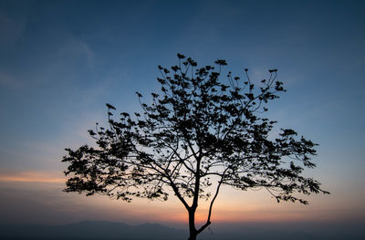 Low angle view of silhouette tree against sky during sunset