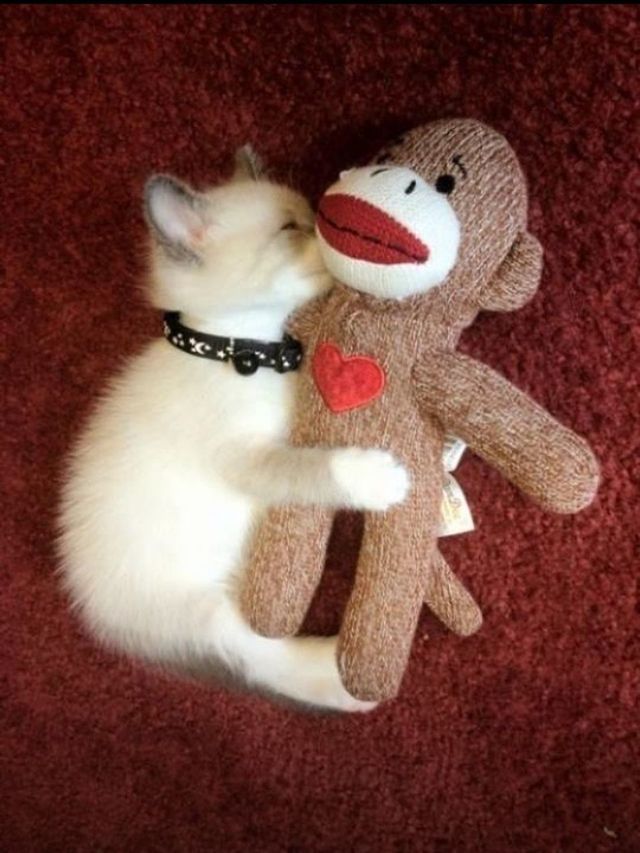 indoors, still life, toy, high angle view, white color, animal representation, stuffed toy, red, close-up, no people, table, art and craft, pets, domestic animals, childhood, directly above, flooring, creativity, animal themes, single object