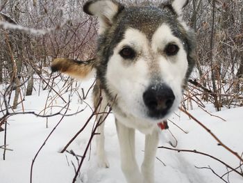 Close-up portrait of dog on snow field