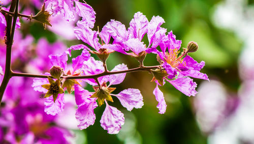 Close-up of pink flowering plant