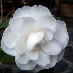 Close-up of flower blooming outdoors