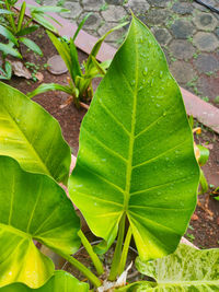 Close-up of wet plant leaves