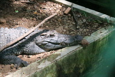 High angle view of crocodile in a zoo