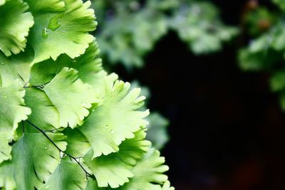 Close-up of green leaves