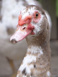 Close-up of bird