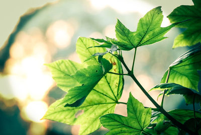 Close-up of leaves on plant during sunny day