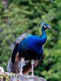 Close-up of peacock perching on a tree