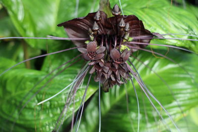 Close-up of wilted plant