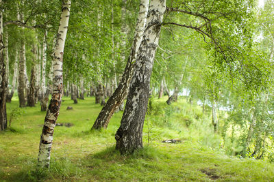 Trees in forest
