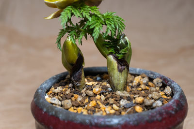 Adonis flower bonsai