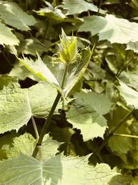 High angle view of flowering plant leaves