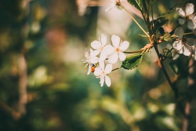 Close-up of bee on flower tree