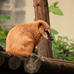 Nasua in a zoo