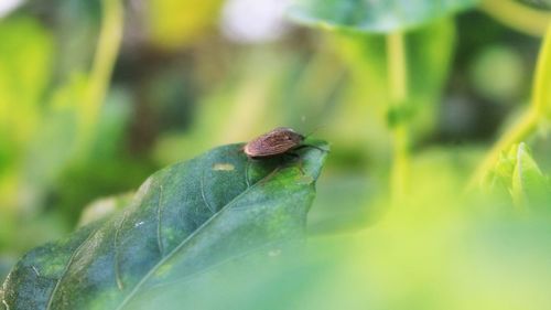 Close-up of insect on plant