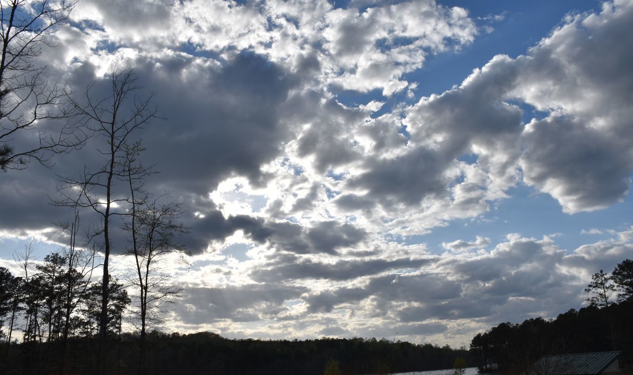 LOW ANGLE VIEW OF SILHOUETTE TREES AND SKY