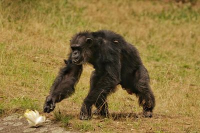 Chimpansee in a field