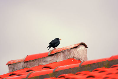 Low angle view of bird perching on roof against clear sky
