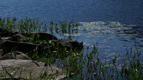 High angle view of grass by lake