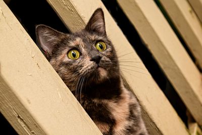 Close-up portrait of cat