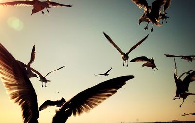 Low angle view of seagulls flying against sky