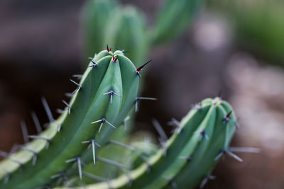 Close-up of succulent plant