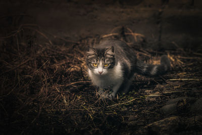 Portrait of cat on field