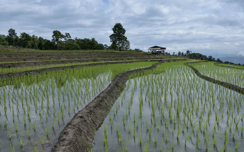 Scenic view of rice field against sky