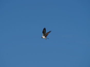 Low angle view of bird flying in sky