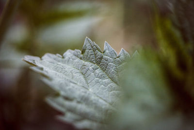 Close-up of plant leaves