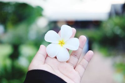 Close-up of hand holding flower