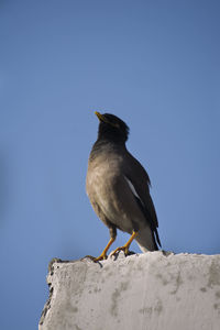 Low angle view of bird perching on rock