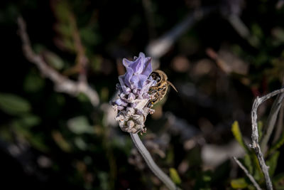 Close-up of bee pollinating on flower