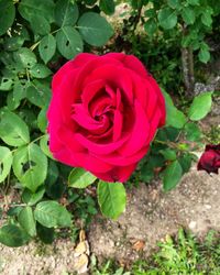 Close-up of pink rose