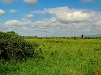 Scenic view of grassy field against sky