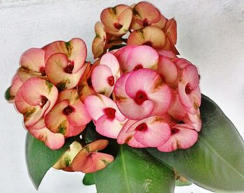 Close-up of pink flowers blooming outdoors