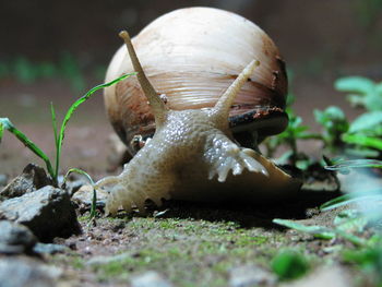 Surface level shot of snail on field