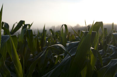 A close up of corn plants in a field