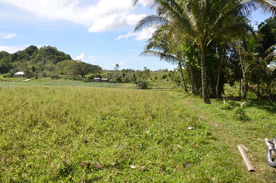 Scenic view of grassy field against sky