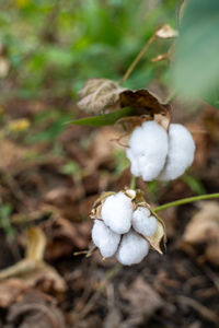 Close-up of white flowering plant on land