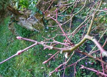 Plants growing on tree trunk