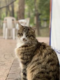 Close-up of a cat looking away