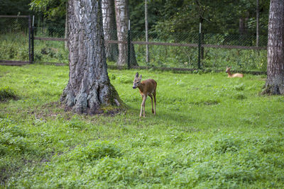 Deer in a field