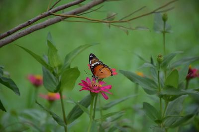Close-up of butterfly pollinating on flower