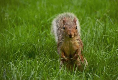 View of grassy field