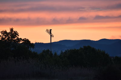 Silhouette trees and plants against sky during sunset