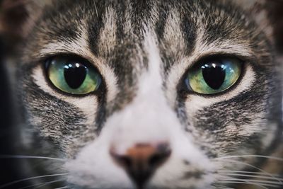 Close-up portrait of cat